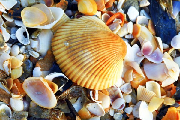 Ракушка декоративная