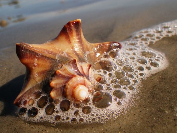 Необычные морские раковины