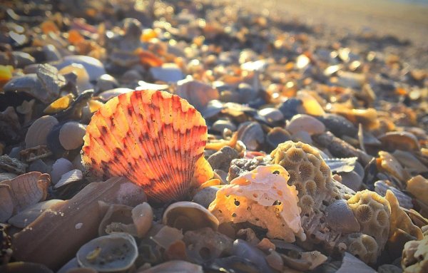 Ракушки на дне моря