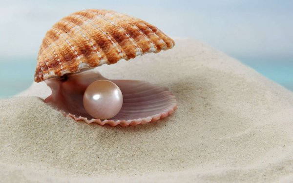 Море ракушки