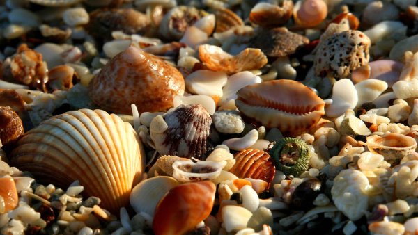 Морские раковины и кораллы
