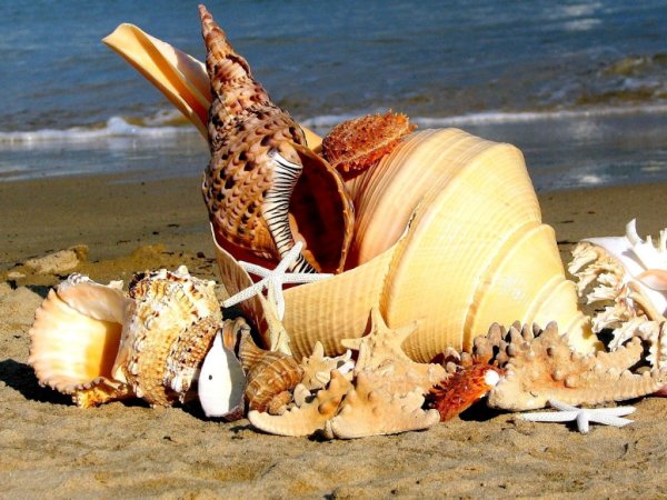 Большие красивые ракушки