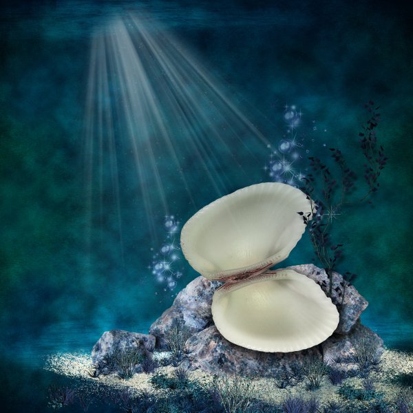 Ракушка рапана красного моря