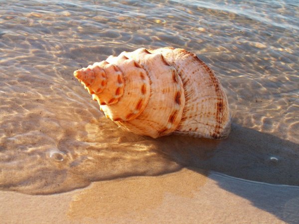 Морское дно акварелью