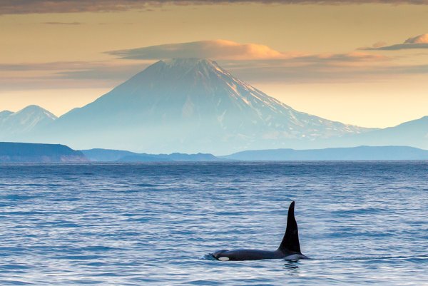 Петропавловск-Камчатский тихий океан