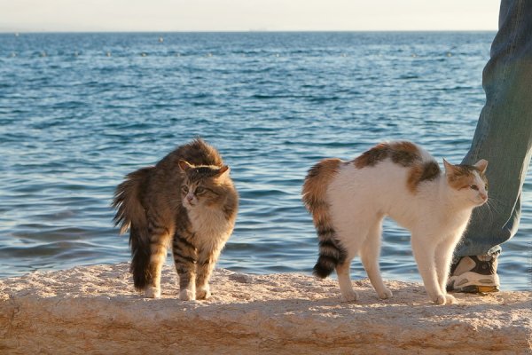 Котики на море на пляже