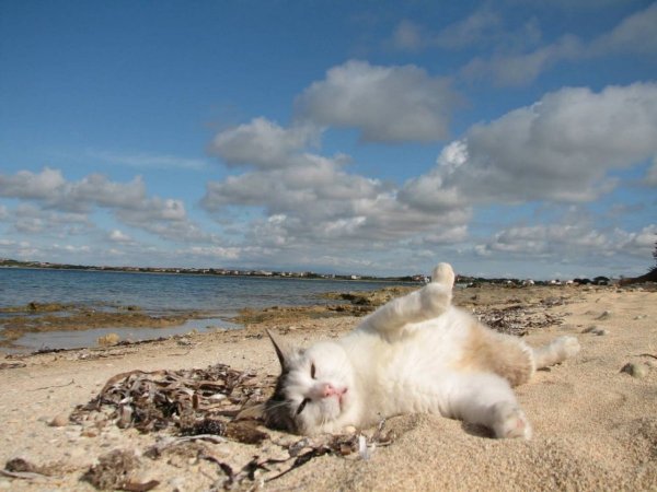 Кот на отдыхе