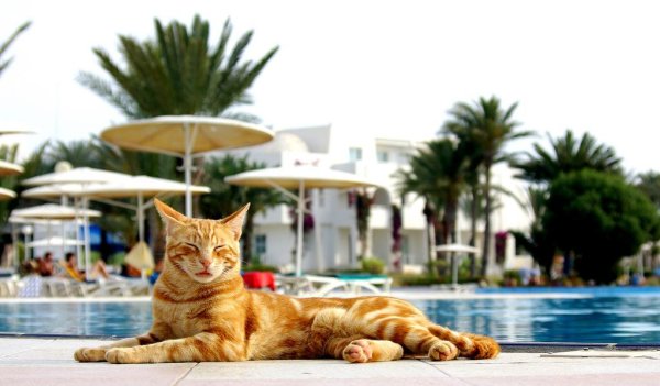 Кот на море