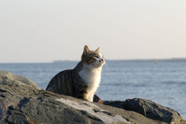 Рыжий кот на море