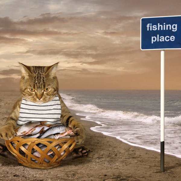 Кошка на пляже