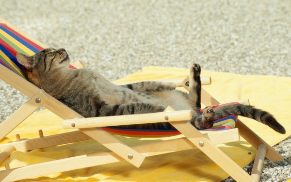 Кот под зонтиком на пляже