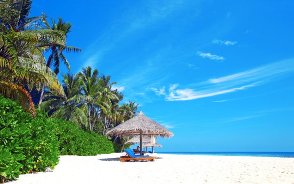 Ривьера Майя пальмы