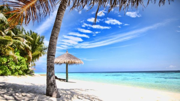 Море пальмы