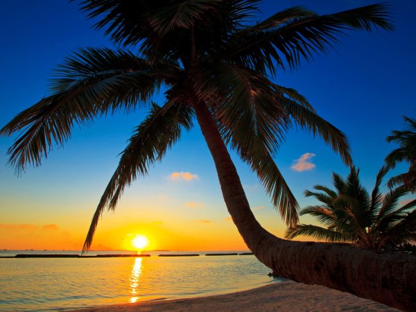 Пальмы курорты море