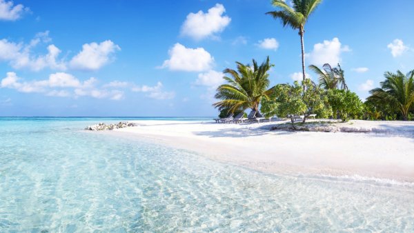 Гамак под пальмой