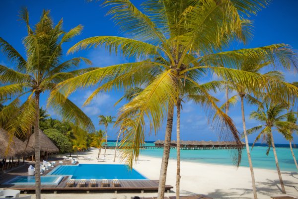 Пальмы вечер