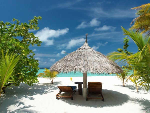 Море пляж пальмы