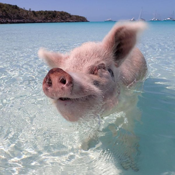 Поросята купаются