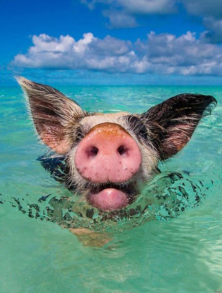 Пиг-Бич Багамские острова