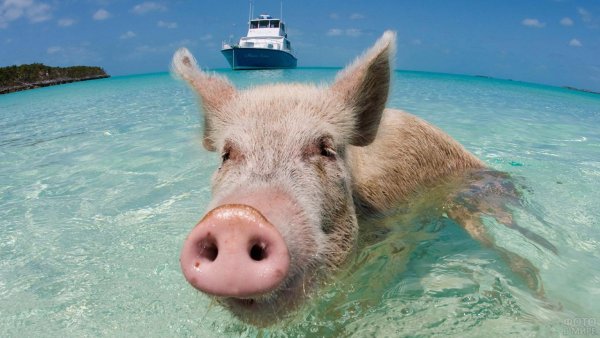 Поросенок на море