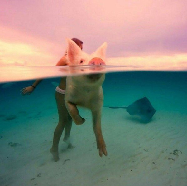 Свинья на море