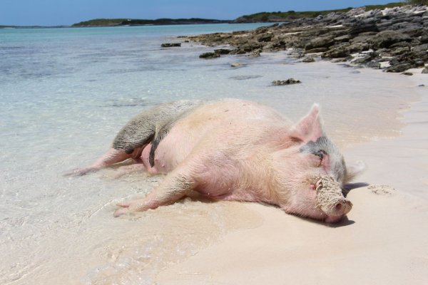 Хрюшки на пляже
