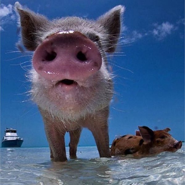 Поросенок в воде