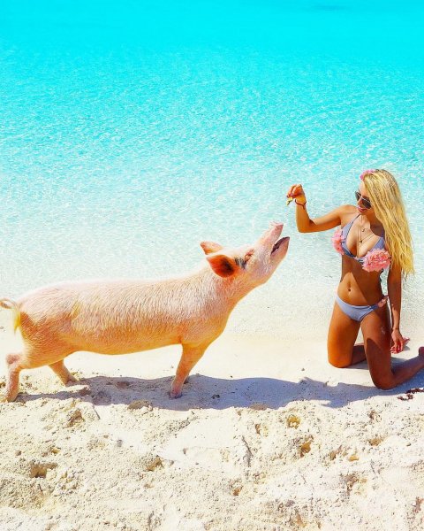 Свинка на пляже