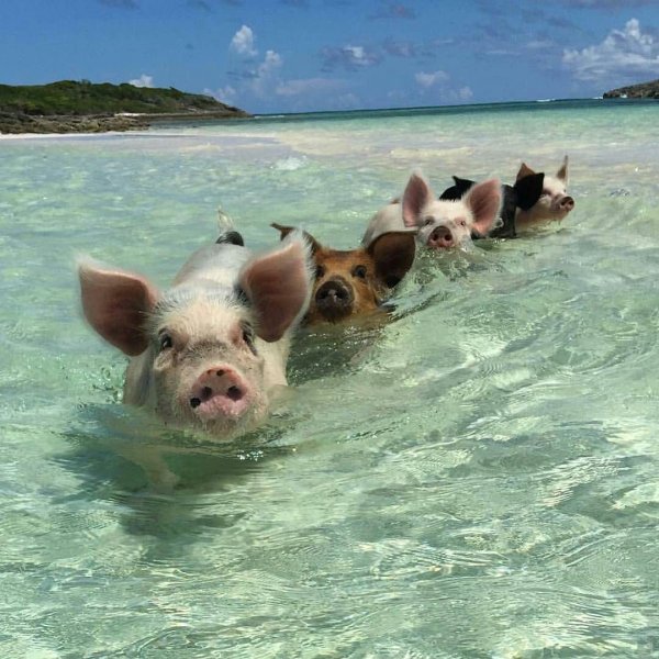 Остров Пиг Бич Багамы