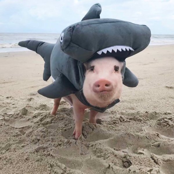 Свинья в купальнике