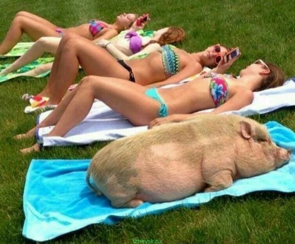 Плавающие хрюшки на Багамских островах