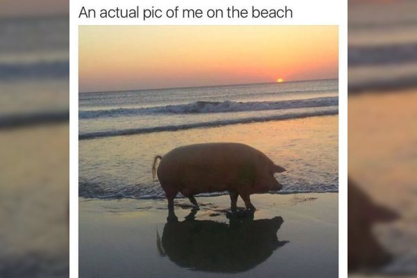 Водоплавающие свиньи Багамы