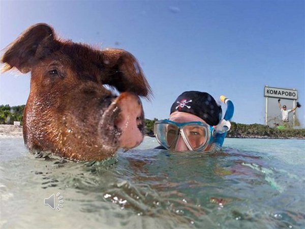 Свинья плывет