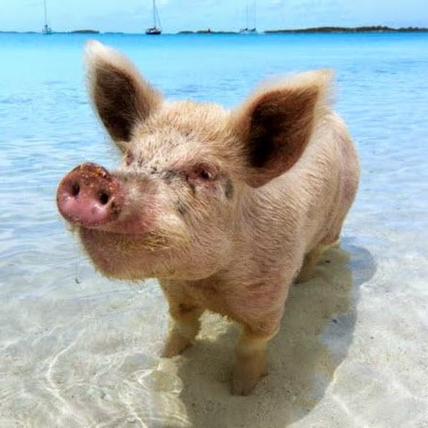 Свинки на Багамах