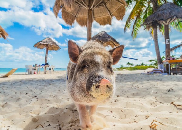 Свинья в отпуске