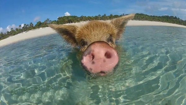 Морская хрюшка