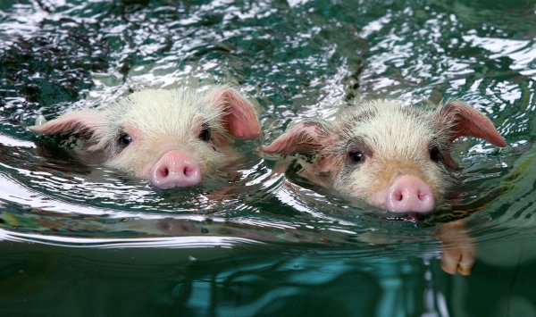 Свинка загорает