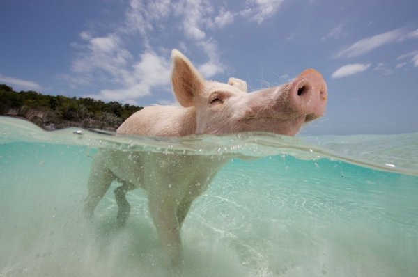 Остров Пиг Бич Багамы