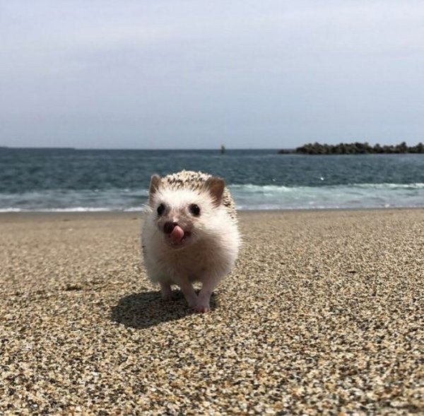 Ежик отдыхает