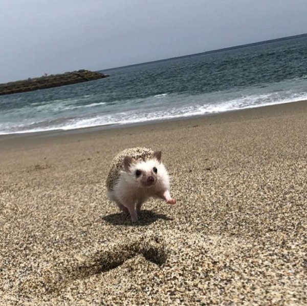 Ежик на море