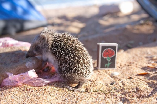 Еж на пляже