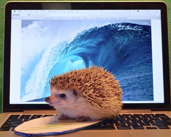 Отдыхающий Ежик