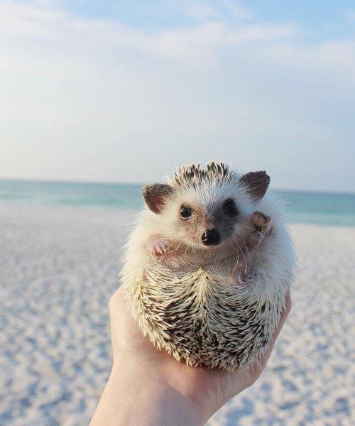 Голобрюхий ёж