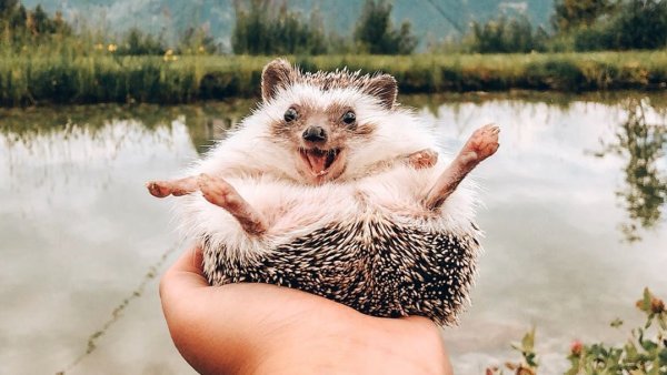 Счастливый Ежик