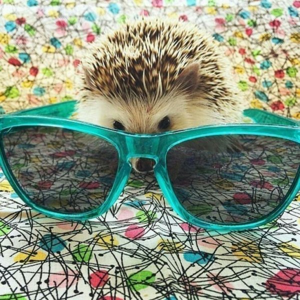 Ежик в очках