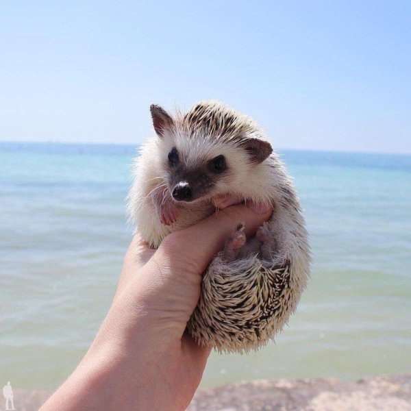 Ёжик на берегу моря