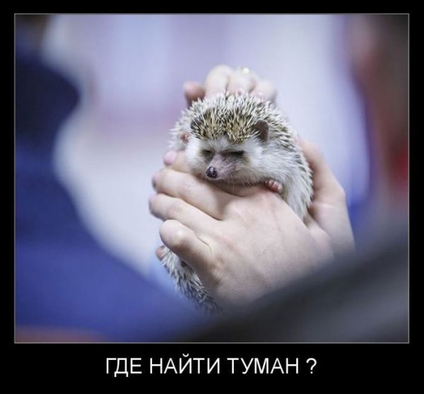 Ежик Мем