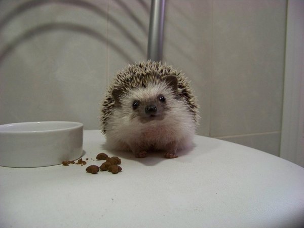 Кларт весенний Ёжик