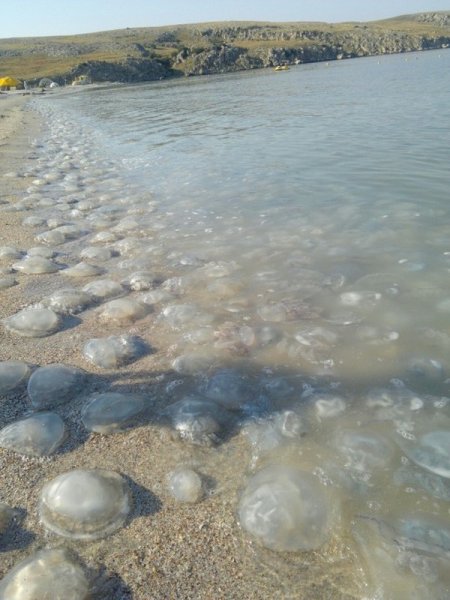 Азовское море Крым медузы