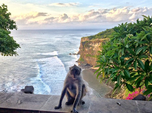 Обезьяна в водопаде